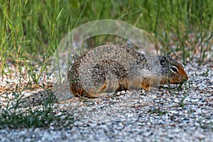 Northern Idaho Ground Squirrel