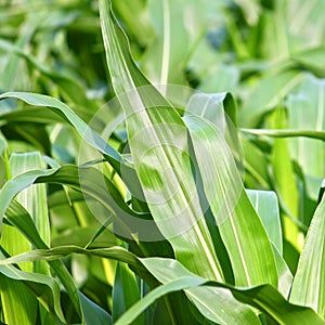 Northern Illinois Cornfield