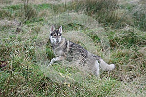 Northern Inuit (Direwolf), Lothersdale, Yorkshire, England