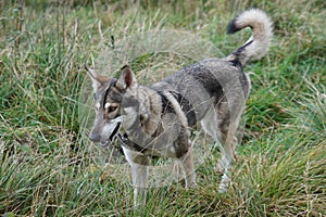 Northern Inuit (Direwolf), Lothersdale, Yorkshire, England