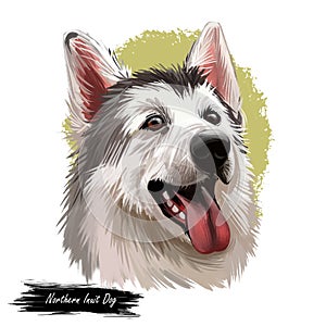 Northern inuit dog, watercolor portrait of canis lupus familiaris closeup digital art. Isolated puppy of England origin