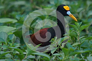 Northern Jacana in Tortuguero National Park in Costa Rica