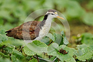 Northern jacana wandering amidst plants in Tortuguero national park, Costa Rica