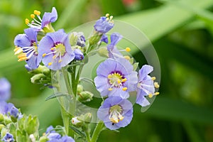 Northern Jacobs ladder polemonium boreale