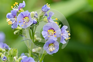 Northern Jacobs ladder polemonium boreale