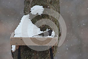 A Northern Junco sitting on a snow covered birdfeeder in Wisconsin