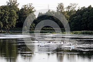 northern lake europe with silent wild swans. family of swans wit