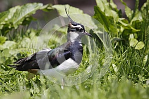 Northern lapwing