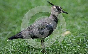 Northern lapwing