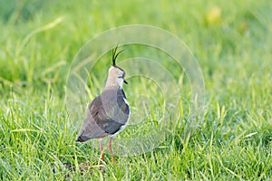 Northern lapwing