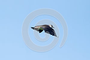 Northern Lapwing Bird In Flight