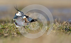 Northern lapwing cleans his plumage after washing himself