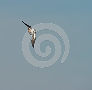 A Northern Lapwing in a daring flight