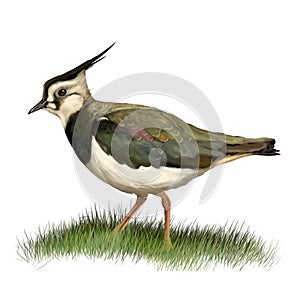 Northern lapwing