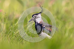 Northern Lapwing Display Behaviour