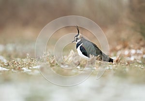 Northern lapwing in the field with snow