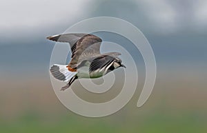 Northern Lapwing in Flight