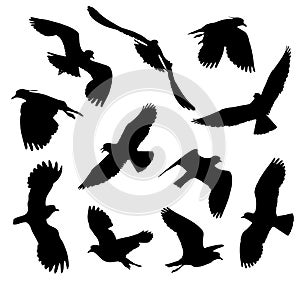 Northern Lapwing in flight silhouettes set