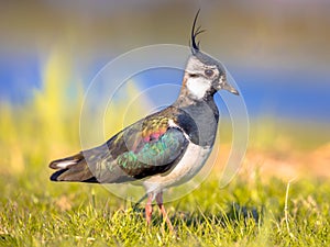 Northern lapwing foraging in grassland Netherlands