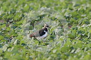 Northern Lapwing ,  Germany