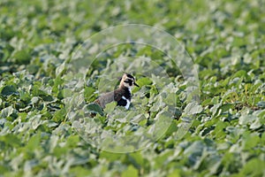 Northern Lapwing ,  Germany