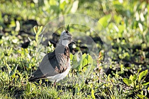 Northern Lapwing in the grass