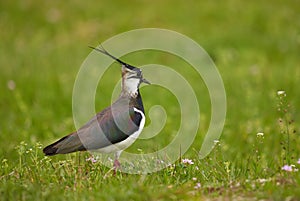 Northern lapwing in grass