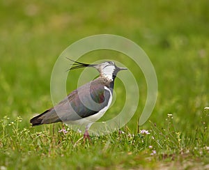 Northern lapwing in grass