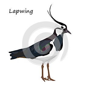 Northern lapwing isolated on white background