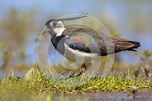 Northern lapwing male standing majestically in grassland habitat