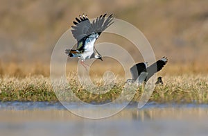 Northern lapwing males combat in air of spring field