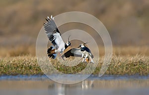 Northern lapwing males fierce fight in spring field