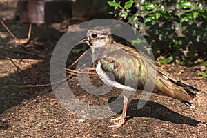 Northern lapwing, peewit or pewit, tuit or tew-it, green plover. Portrait