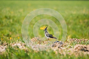 Northern Lapwing Or Peewit In Summer Field. Wildlife Birds Of Belarus