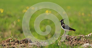 Northern Lapwing Or Peewit In Summer Field. Wildlife Birds Of Belarus. 4K