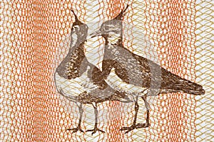 Northern lapwing a portrait from Lithuanian money