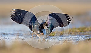 Northern lapwing posing in water pond with stretched wings