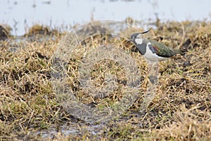 Northern Lapwing on a soggy field photo