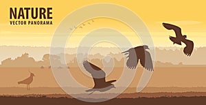 Northern lapwing take off in field on sunrise. Wildlife vector panorama
