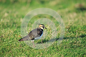 The northern lapwing up close