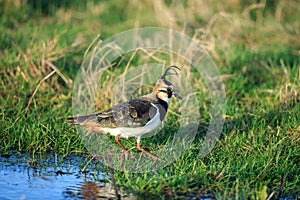 The northern lapwing up close on the water edge