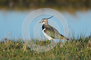 The northern lapwing up close on the water edge