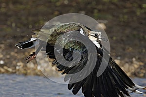 Northern Lapwing In Flight