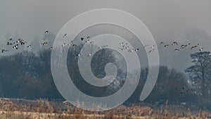 Northern Lapwing, Vanellus vanellus in the flight