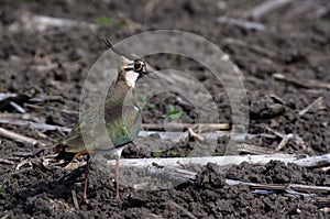 Northern Lapwing - Vanellus vanellus.