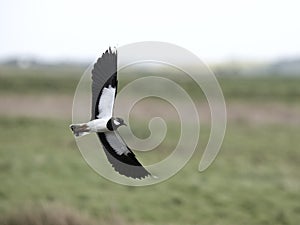 Northern lapwing, Vanellus vanellus