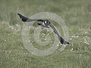 Northern lapwing, Vanellus vanellus