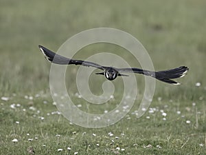 Northern lapwing, Vanellus vanellus