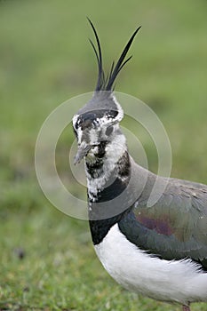 Northern lapwing, Vanellus vanellus