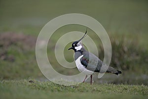 Northern lapwing, Vanellus vanellus